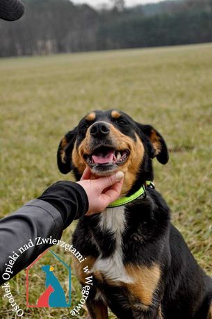 Wesoła, łagodna sunia, 12 kg, lgnie do ludzi - adoptuj