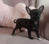 Czarna dziewczynka chihuahua