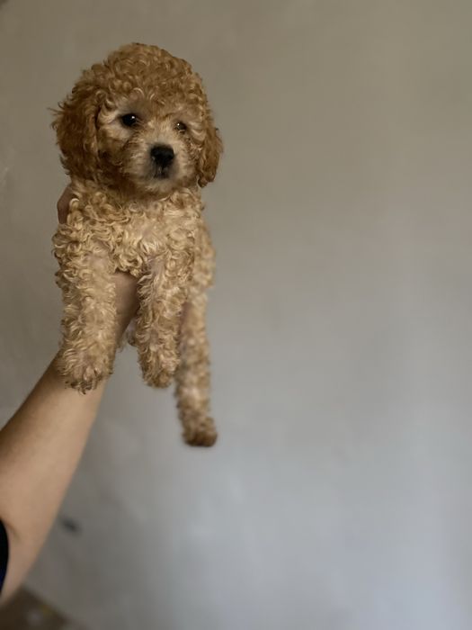 Мини мальчик Мальтипу F1 — редкий беби-фейс!