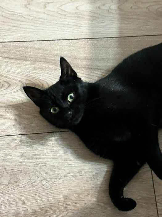 В добрые руки кошечка 2 года