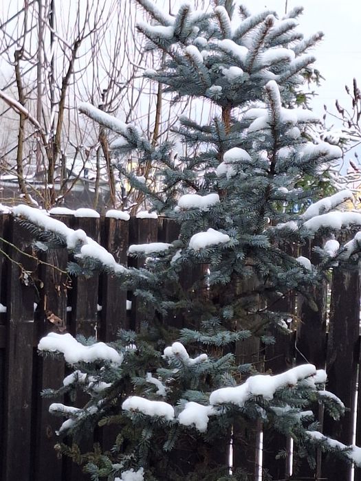 Голуба гарна ялинка 3 + метри