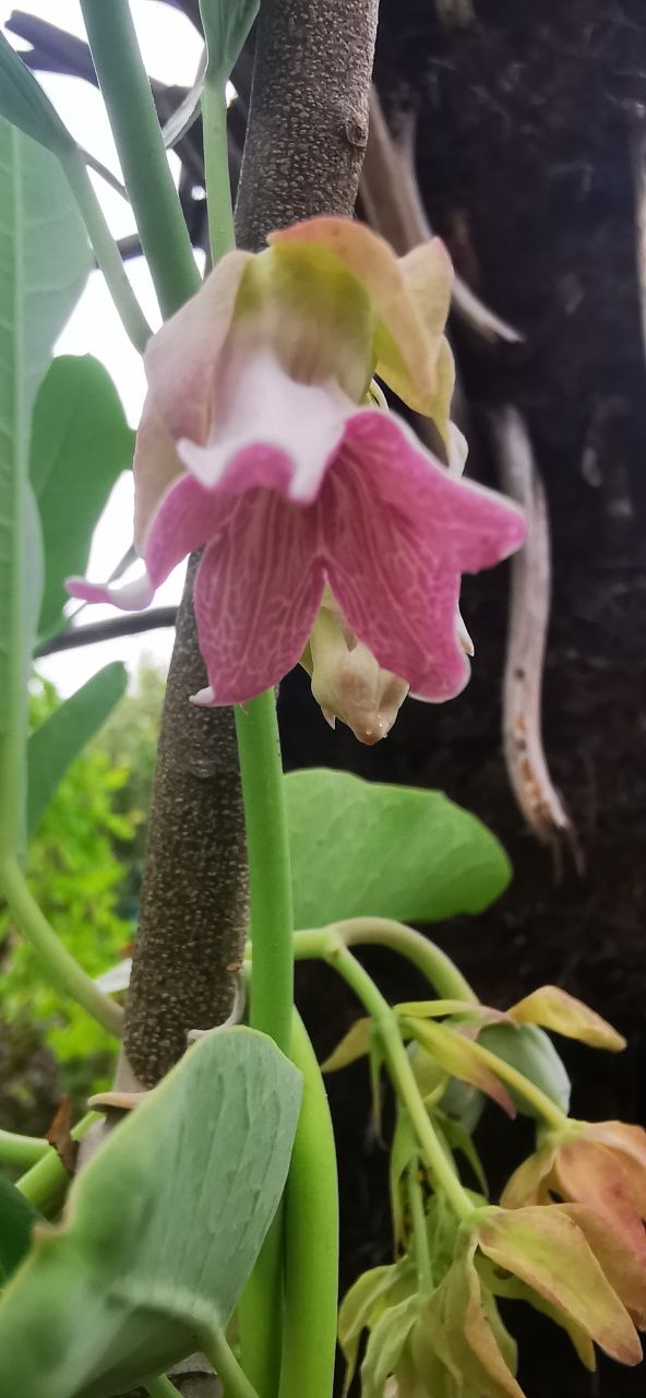 Trepadeira com flores rosa