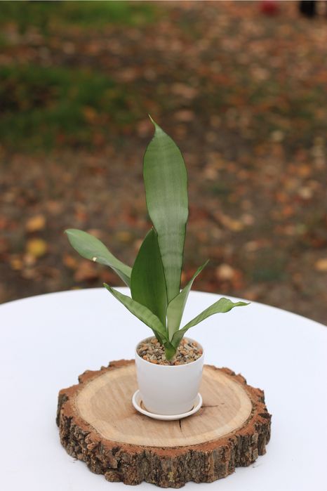 Sansevieria Moonshine, Hahnii Lucille Polan