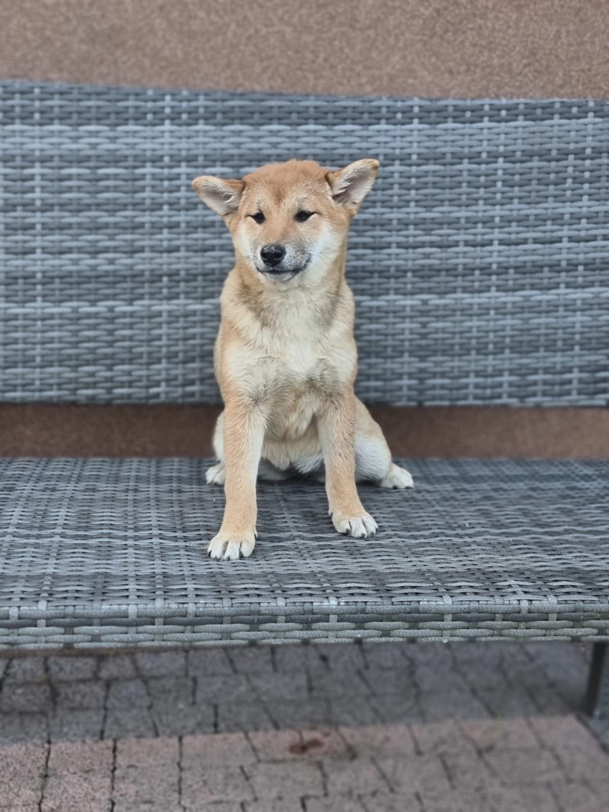 SHIBA INU szczeniak dziewczynka suczka czerwona Kuma pieski