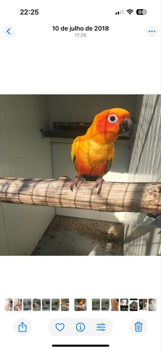 Aratingas solstitiallis