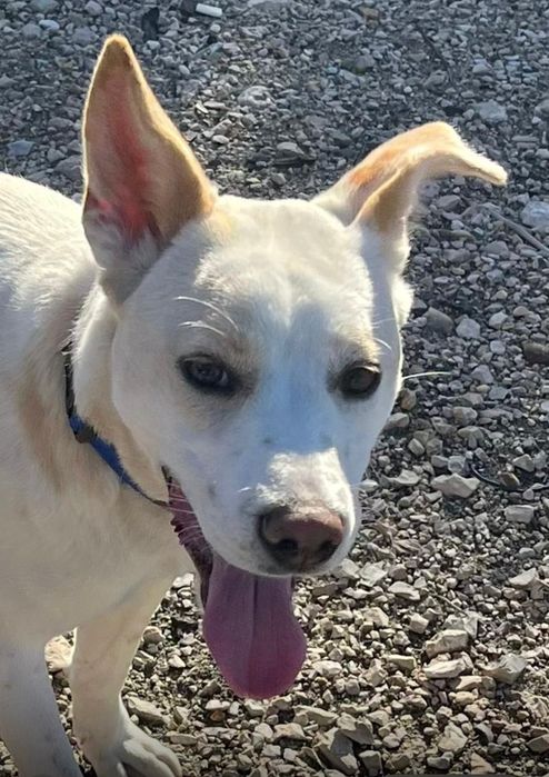 Cadelinha bebe para adopção