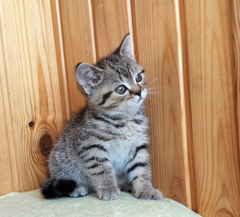 Дівчинка-красуня полосата шотландочка