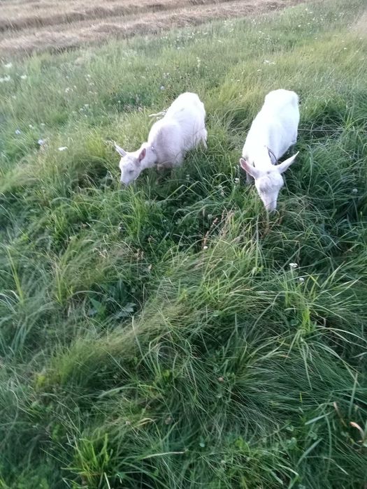 Коза(1.5роки) її козеня(6місяців)