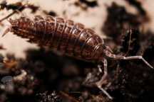 Porcellionides sexfasciatus, równonogi, isopoda, ekipa sprzątająca