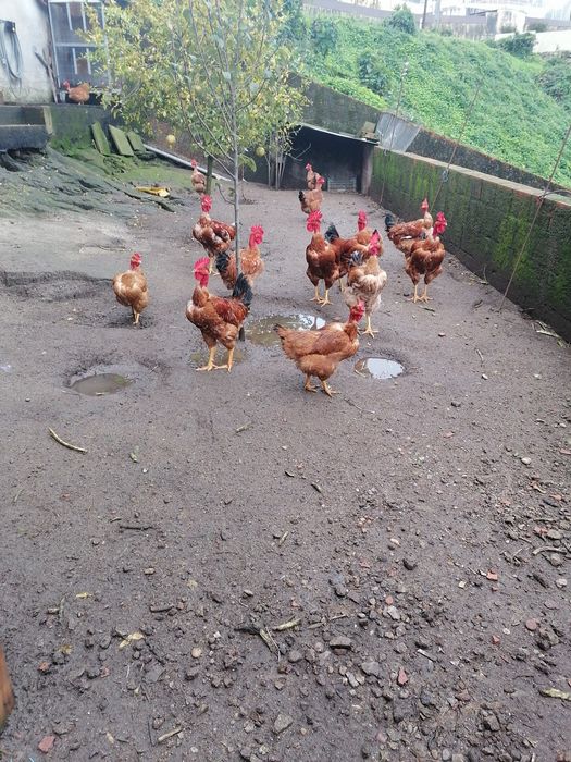 Galos novos para venda