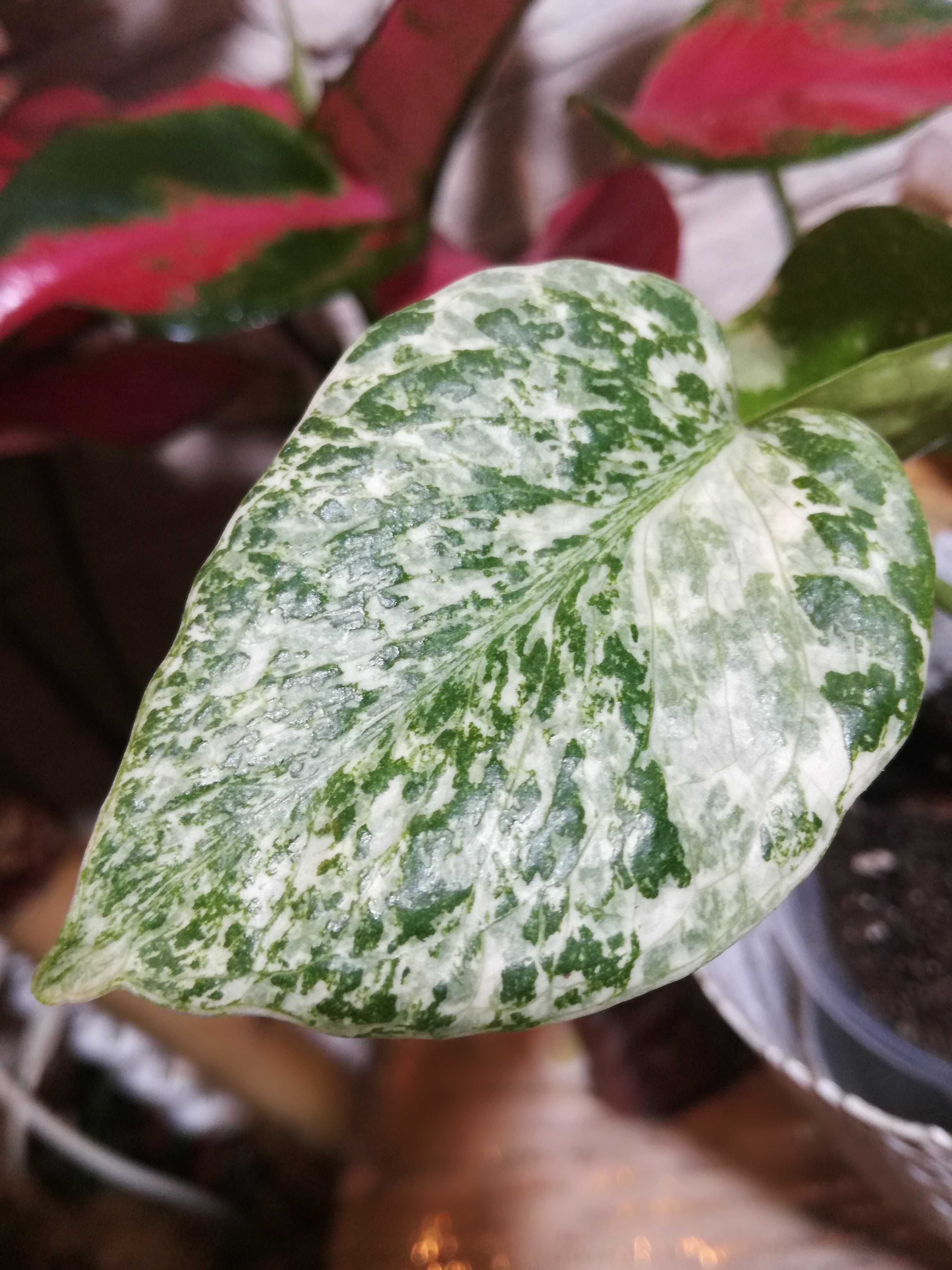 Monstera INTERNATION. Thai Constellation Crème Brûlée' Variegat PIĘKNA