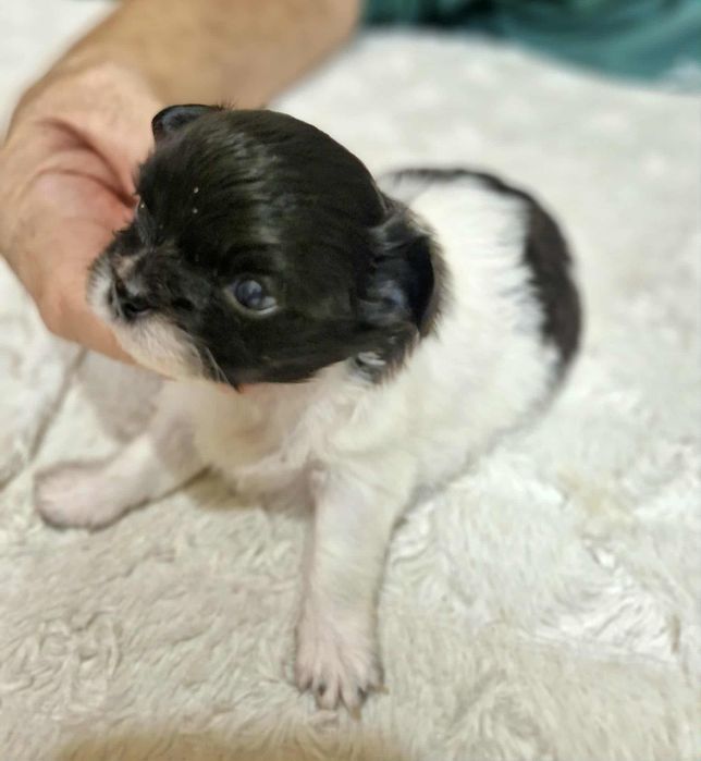 Chihuahua  mini dziewczynka długowłosa Wifika