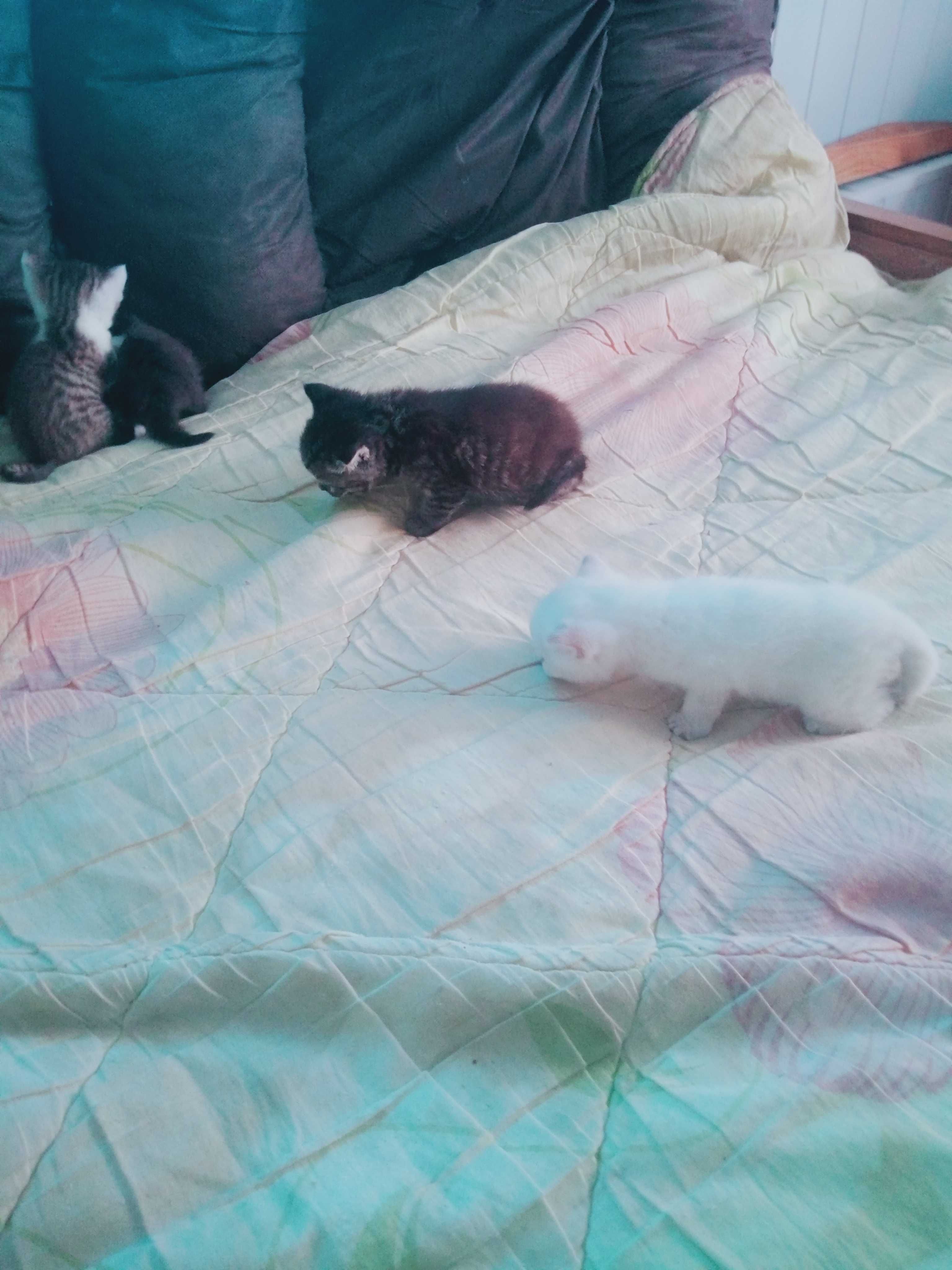 Котята британци 1 місяць.
