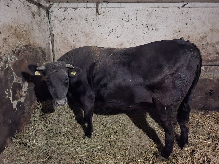 Sprzedam jałówkę mięsną