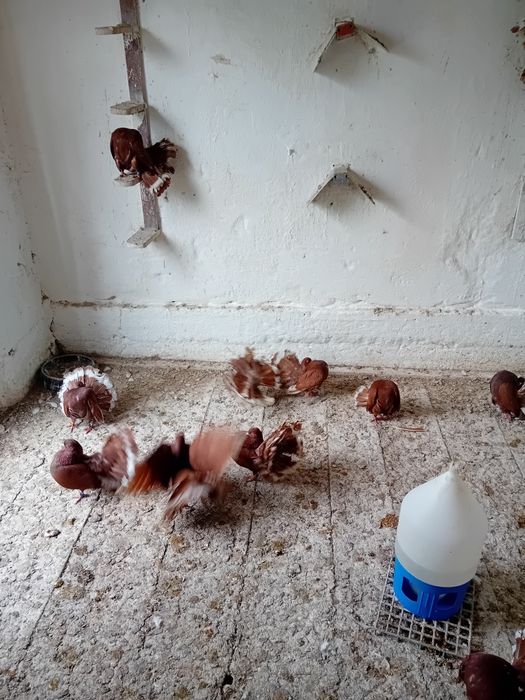 Pawiki na lęcie  likwidacja  tej rasy