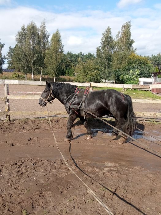 Sprzedam ogiera karego