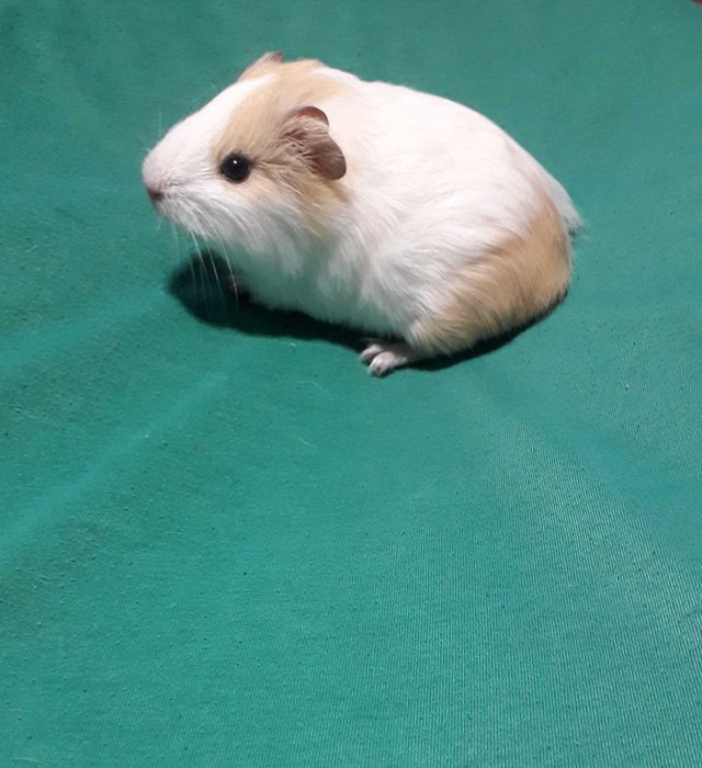 Морська свинка, гладкошерста.