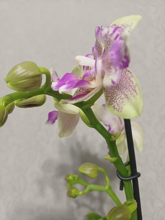 Орхідея метелик Мохіто