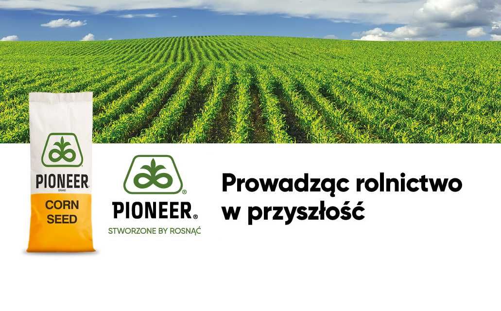 Dystrybutor PIONEER - kukurydza nasiona kukurydzy P9074 i inne