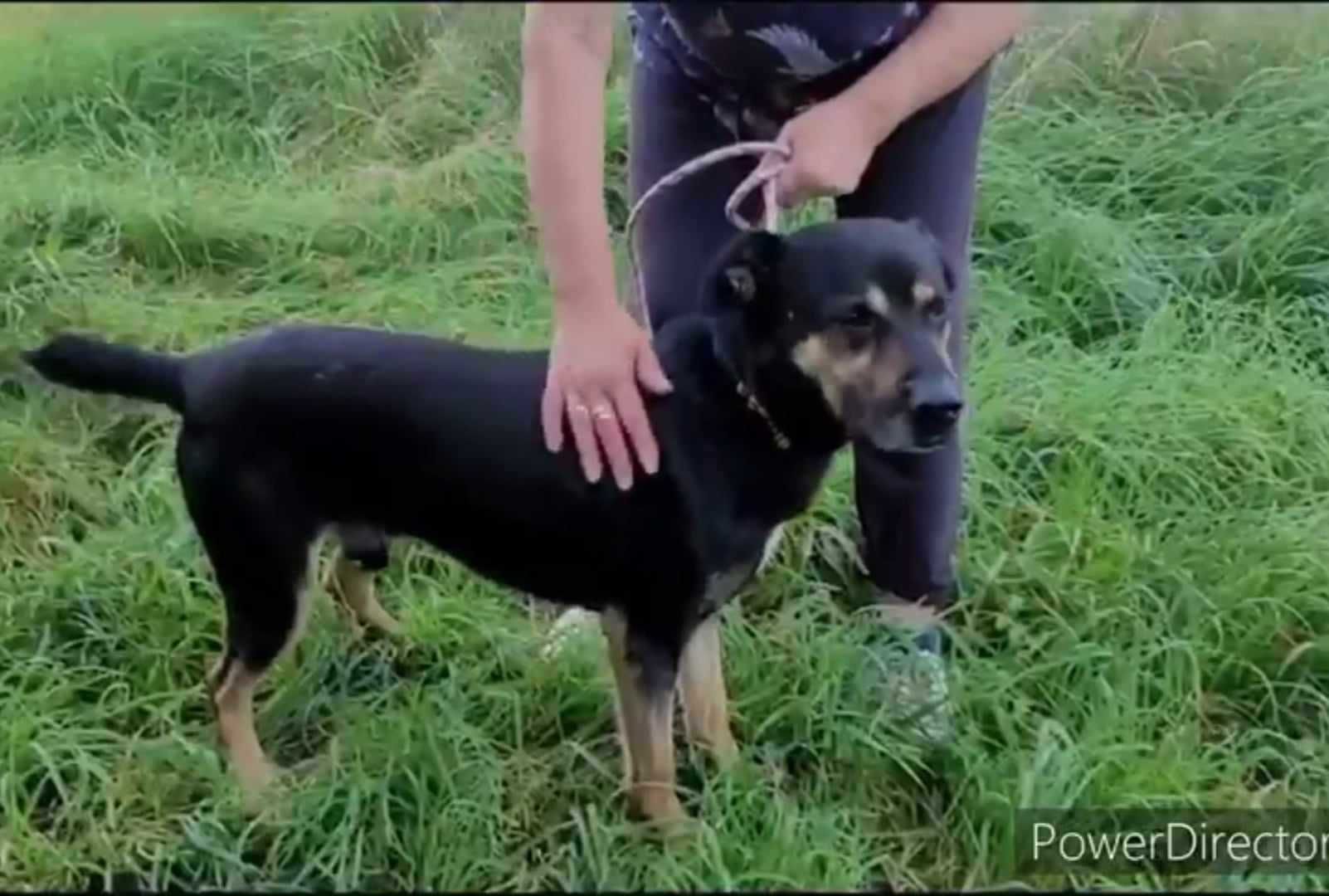 Smutny, wrażliwy piesek szuka domu !! Do adopcji !!