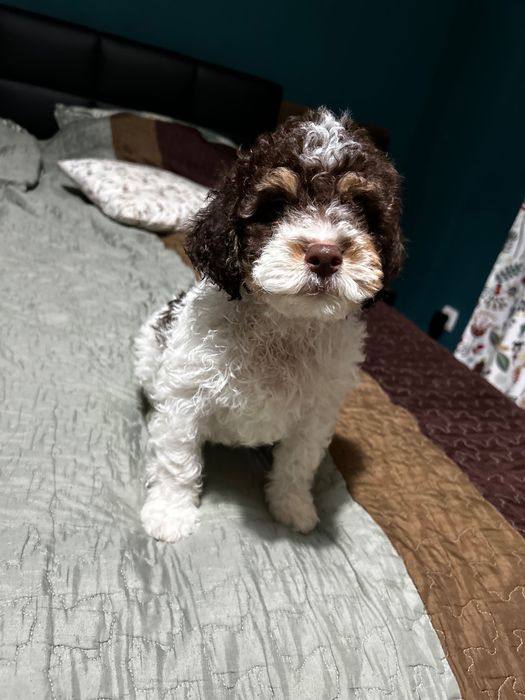 Lagotto Romagnolo chłopiec