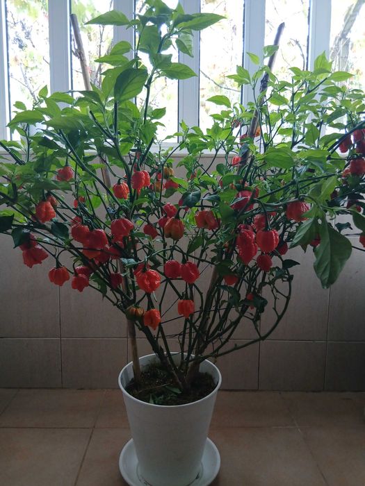 Carolina Reaper - fruta fresca