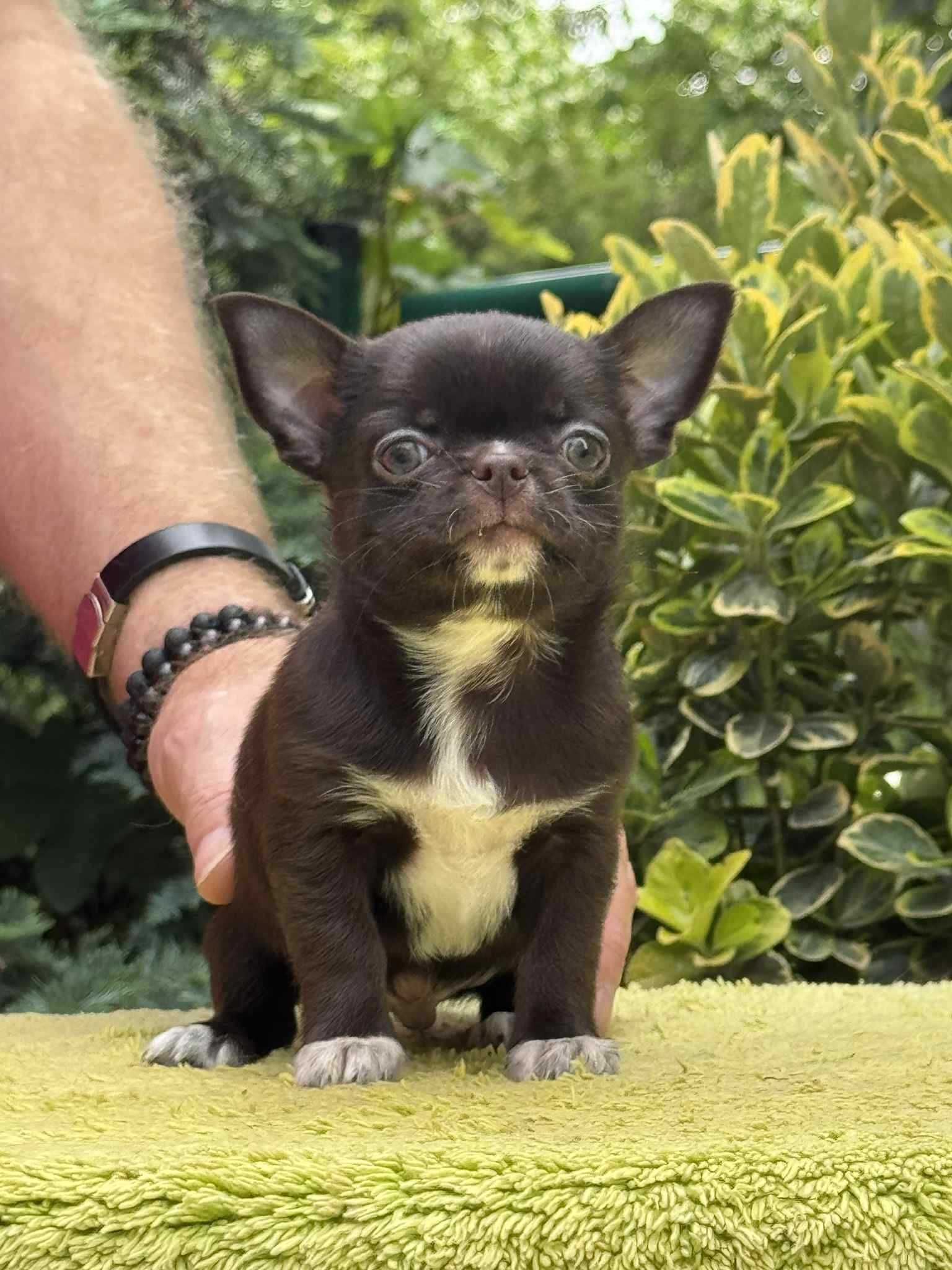 Chihuahua - Cudny krótkowłosy czekoladowy chłopczyk - ZKwP/FCI