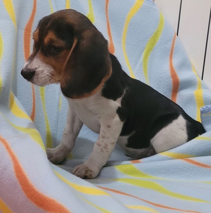 Beagle tricolor femea