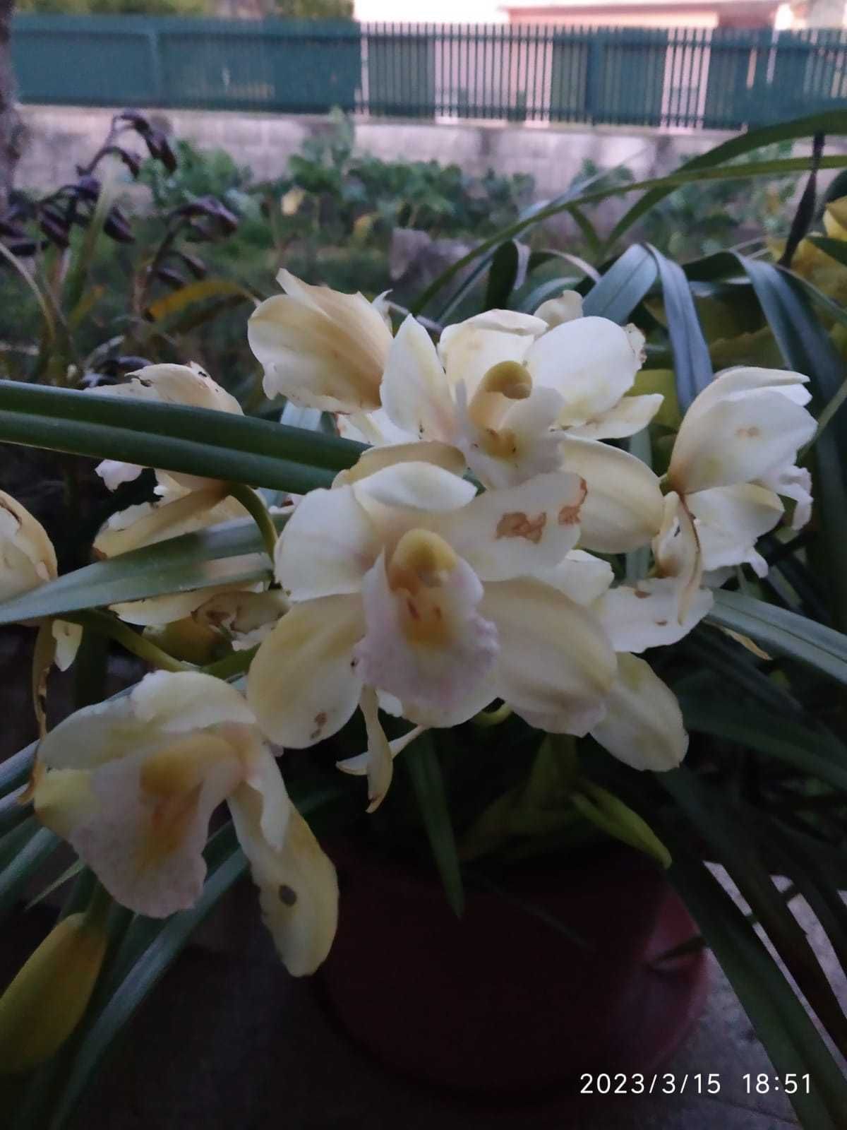 Orquídeas cores variadas