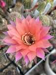 kaktus Echinopsis hybryd Beautiful Dreamer