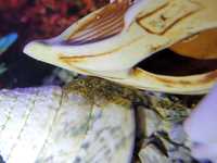 Рибка акваріумна сомик Анциструс