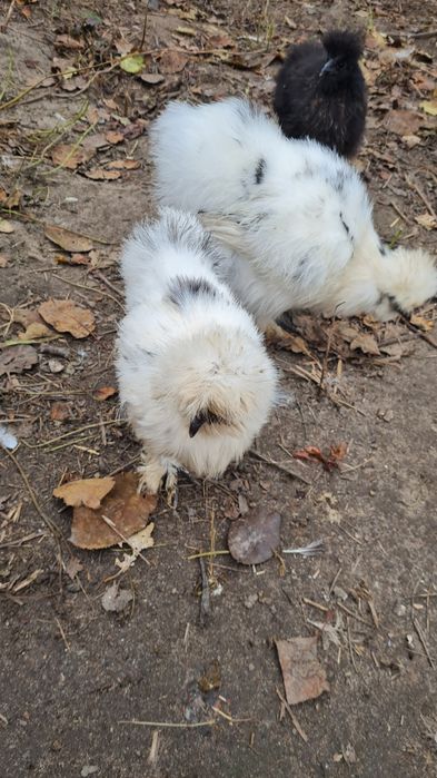 Para silek parka silki usa kura jedwabista