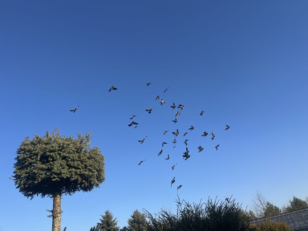Sprzedam DERESZE wysoko lotne