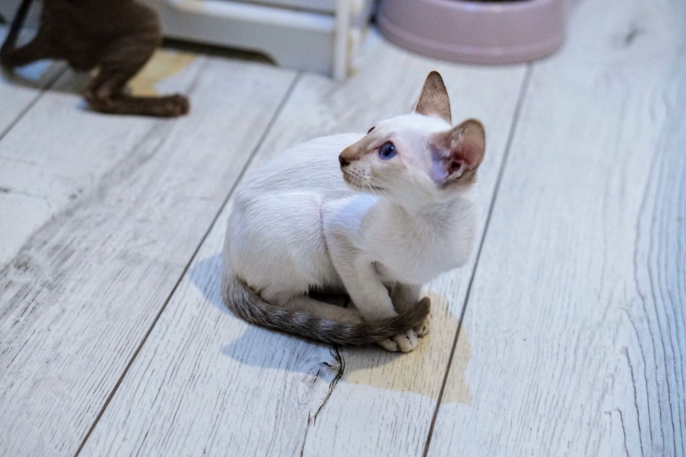 Peterbald kocurek syjamski gotowy do zmiany domku