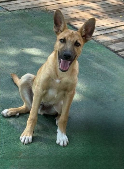 Отдам даром в добрые руки щенка