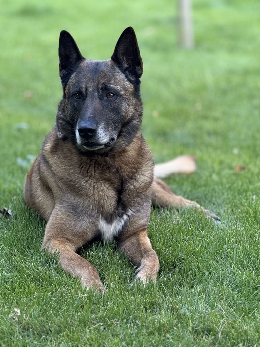 Кобель малінуа шукає сучку для вʼязки