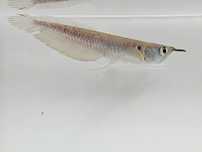 Arowana srebrna zapraszamy
