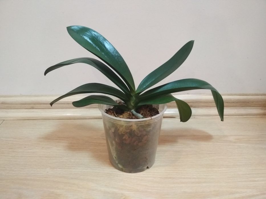 Орхидея фаленопсис бабулетка