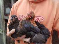 Casal de Pekins Batan Preto e Cobre