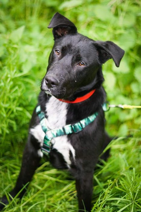 Młodziutki, cudowny Filo w typie TTB szuka domu