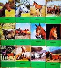 12 Calendários sobre Cavalos