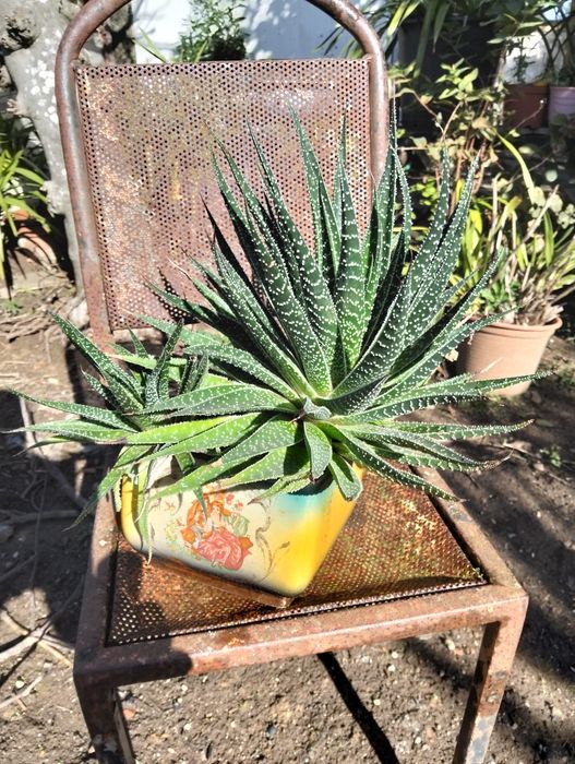 Vendo plantas bonitas apartir de 10€