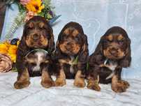 Cocker spaniel angielski - cudowny piesek