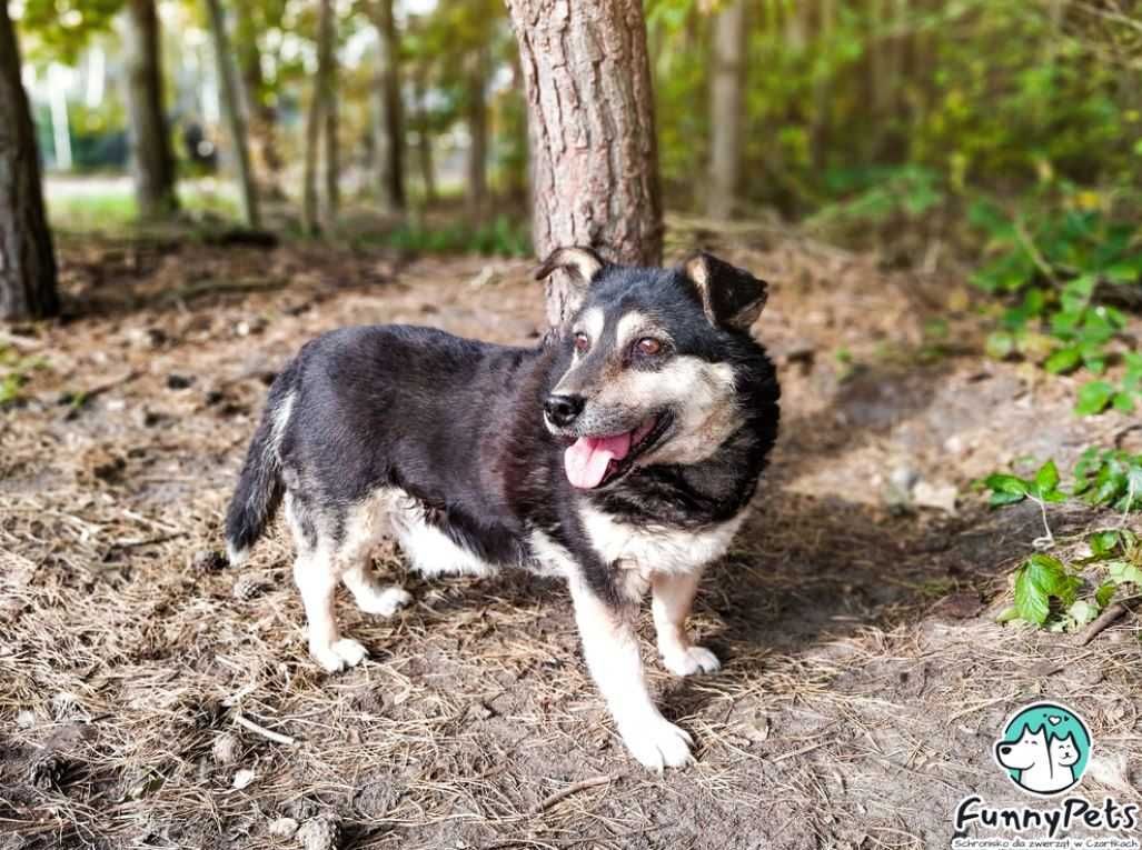 Ponad 12 lat w schronisku... Błagamy o dom dla Warkotka...