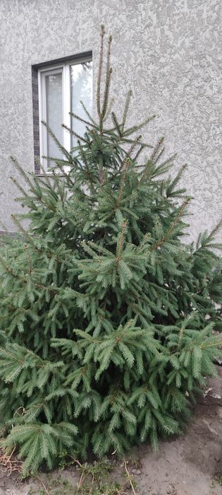 Ёлка. Смерека 2ш