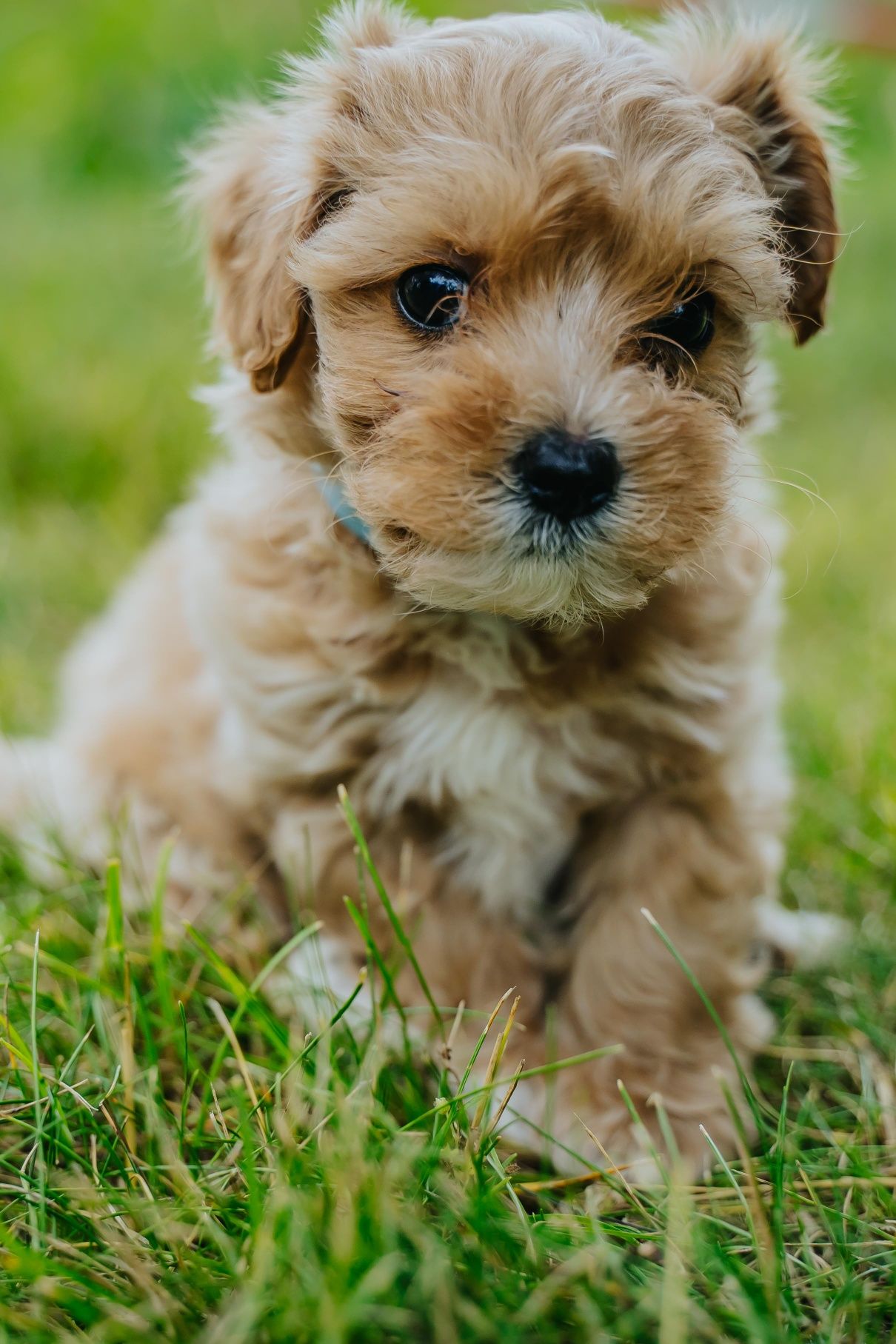 Maltipoo F1 piesek