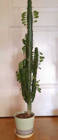 Roślina doniczkowa - Kaktus wilczomlecz