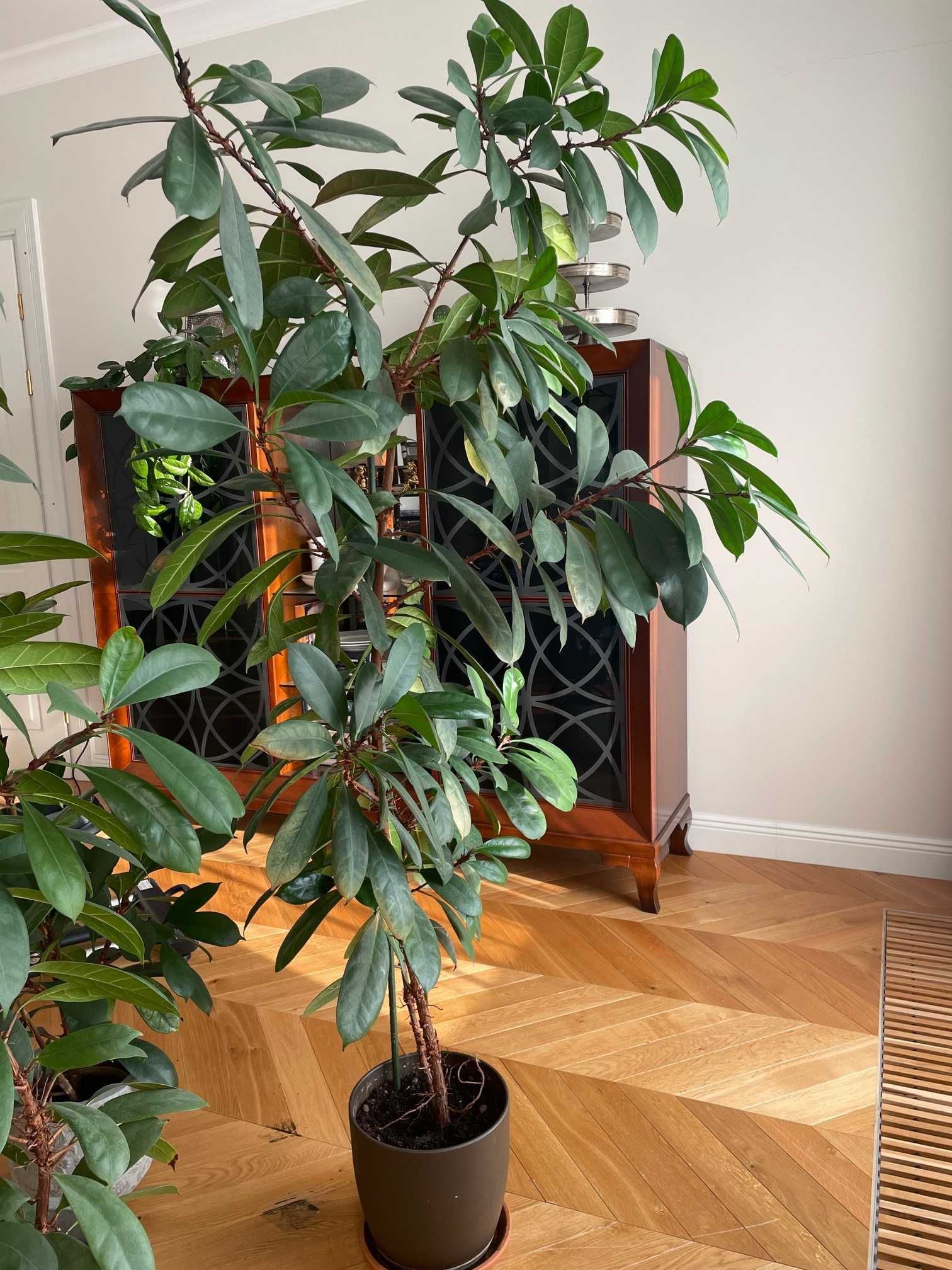 Ficus elastica, Figowiec sprężysty, Fikus