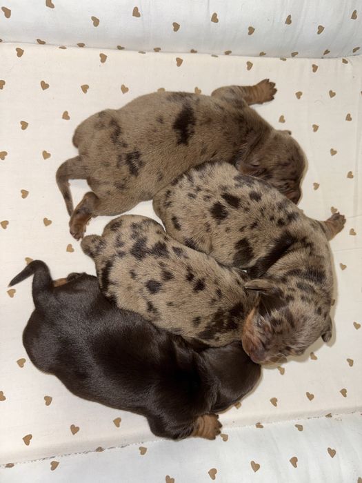 Бронювання та продаж цуценят такси