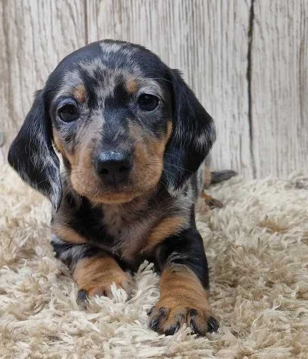 Teckel Merle Miniatura ㅤㅤ